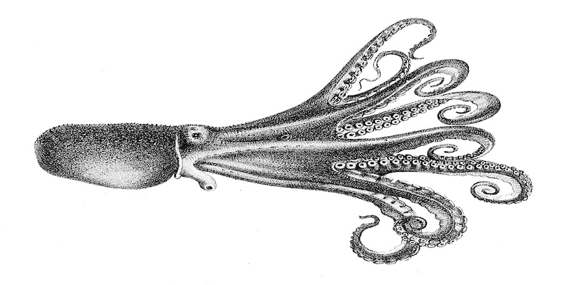 Vintage black and white sketch of an octopus